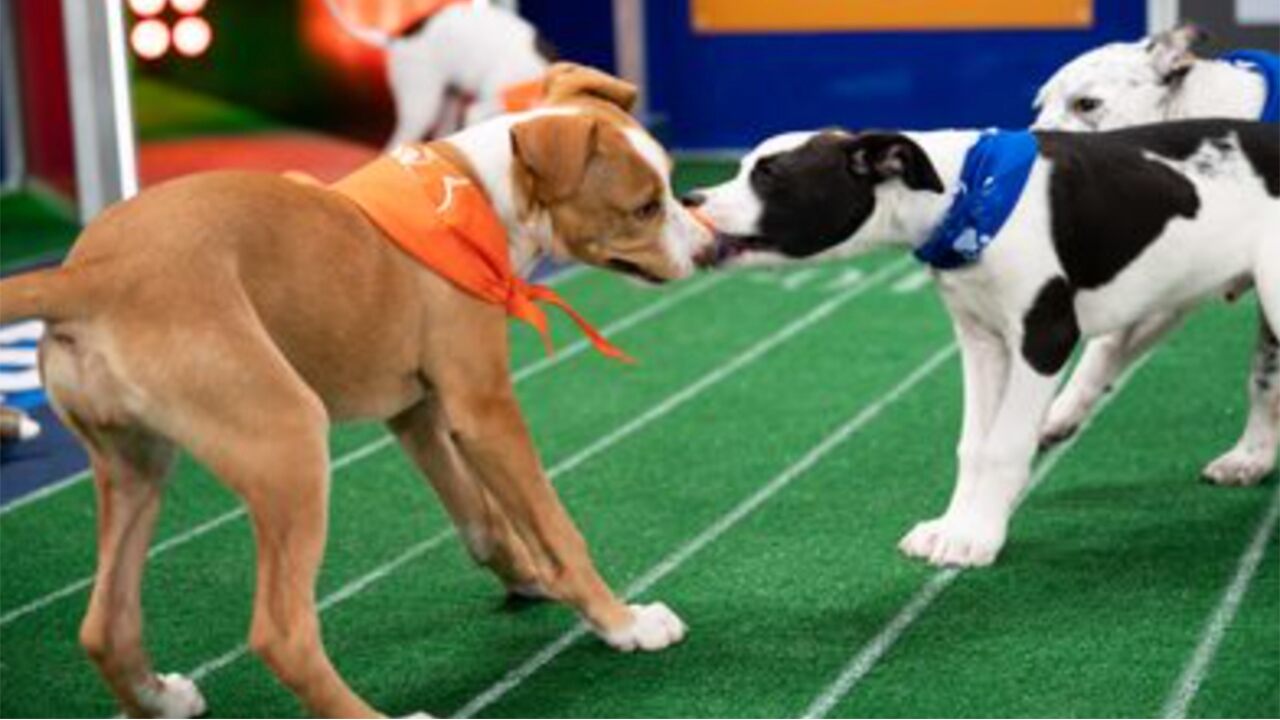 The Puppy Bowl and its furry competitors are back this year, despite the pandemic