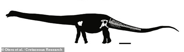Due to the partial nature of the discovery thus far, the researchers said it was not yet possible to estimate how much MOZ-Pv 1221 would likely weigh in life.  Pictured, an artist's impression of the silhouette of the specimen, showing the still-exposed bones