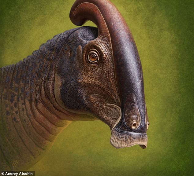 Reconstruction of life to the head of Parasaurolophus cyrtocristatus based on newly discovered remains